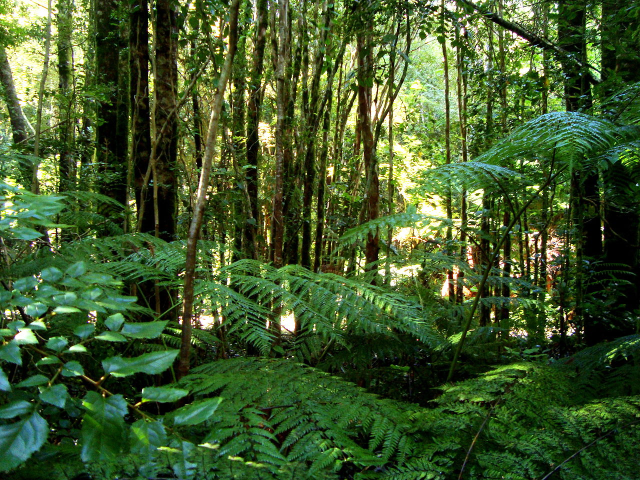 5 datos interesantes acerca del bosque valdiviano - La Otra Romi
