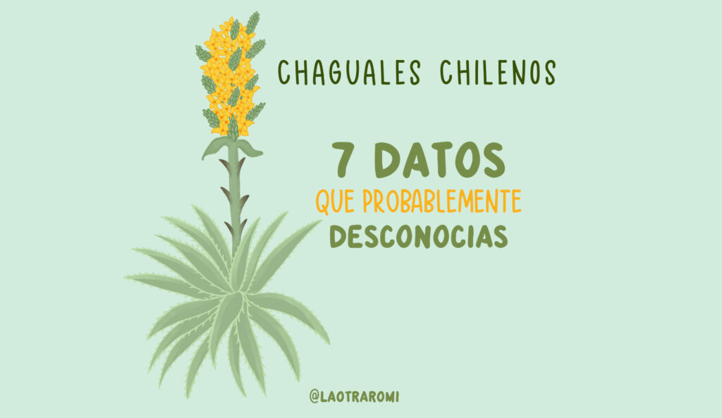 Chaguales chilenos: 7 datos que probablemente desconocías