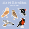 Ilustración frontal de Pack 5 stickers Aves de Chile con diseños de flora y fauna nativa de Chile