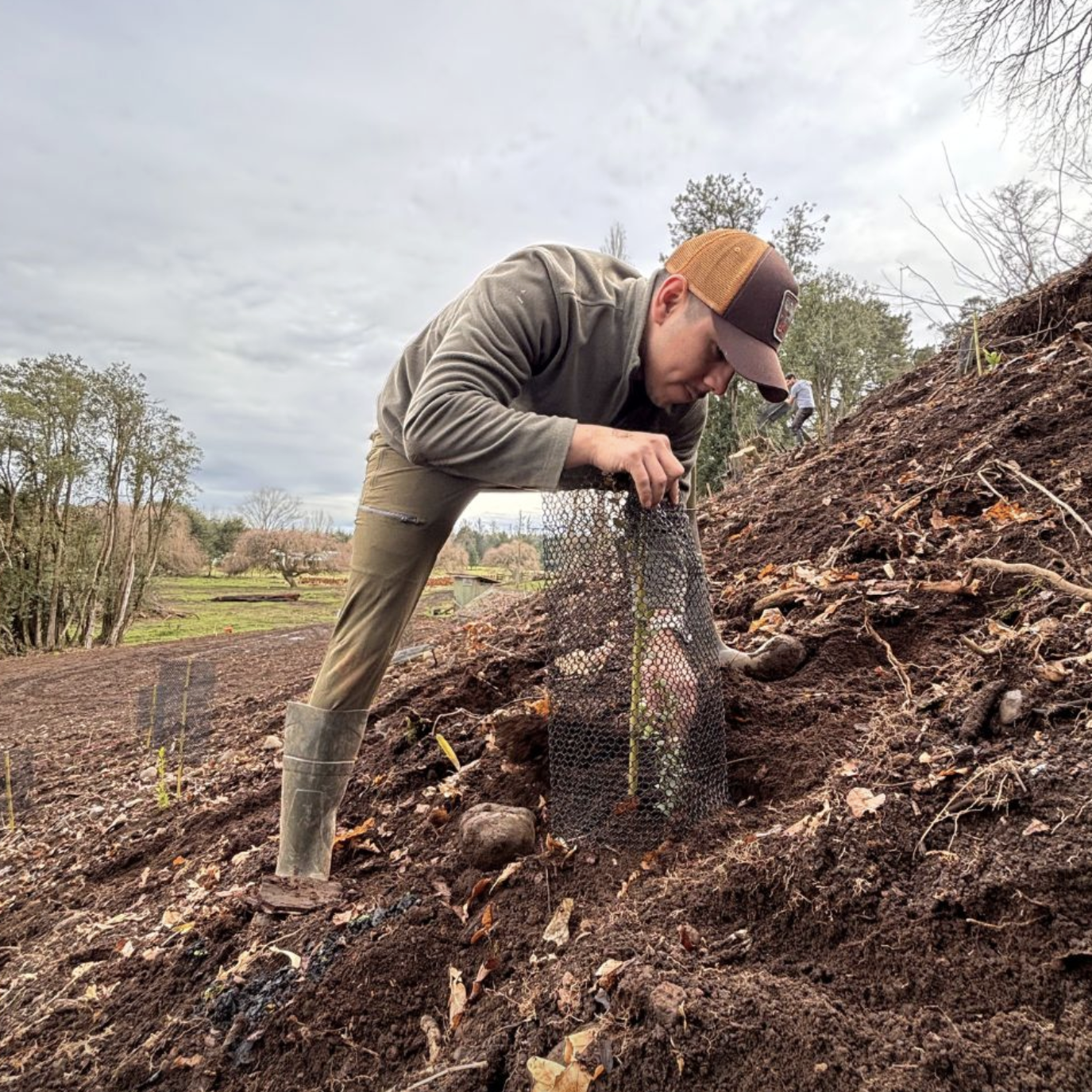 Voluntario reforestando con arboles nativos