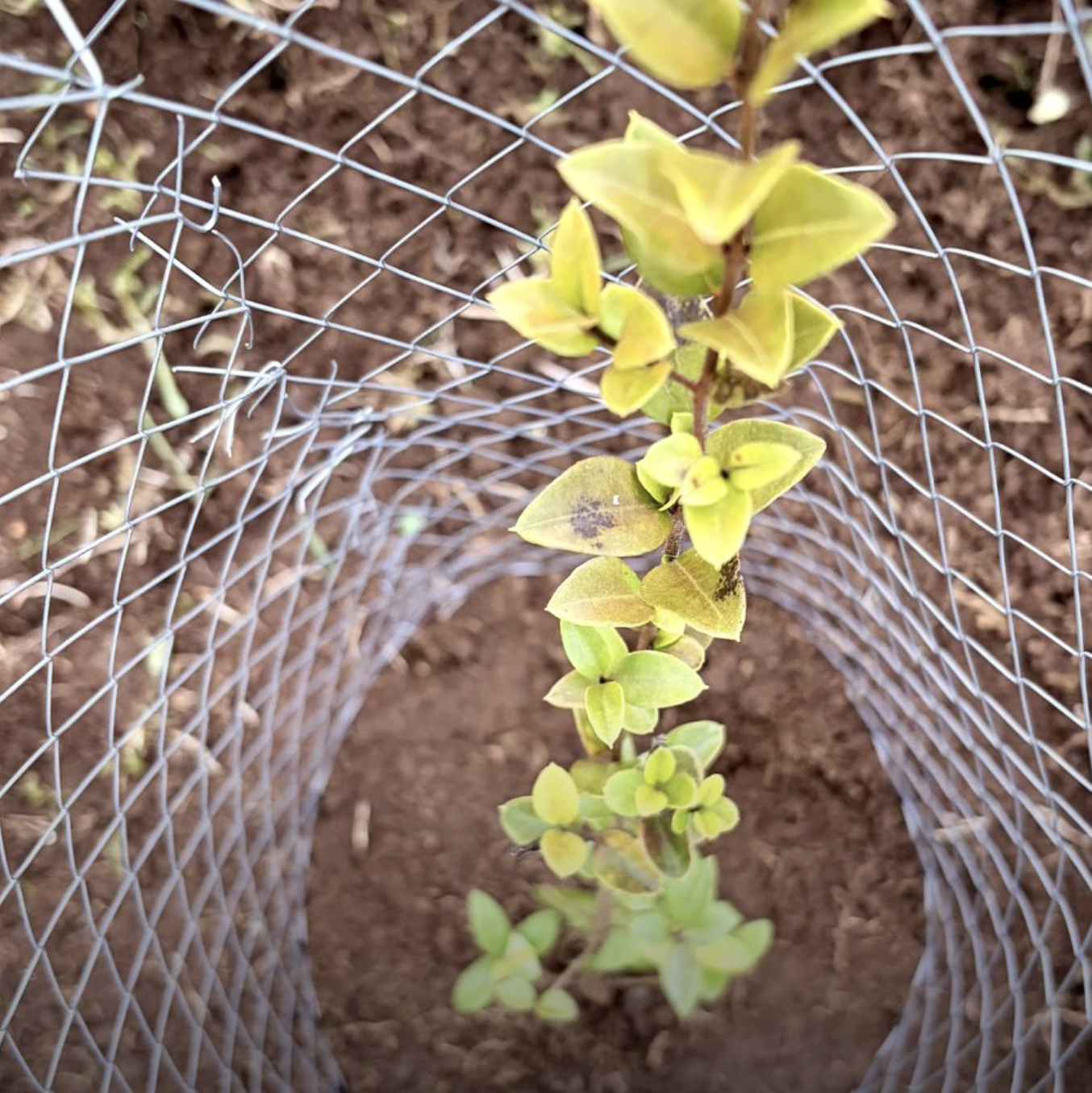 Plantula de arbol nativo ya plantado
