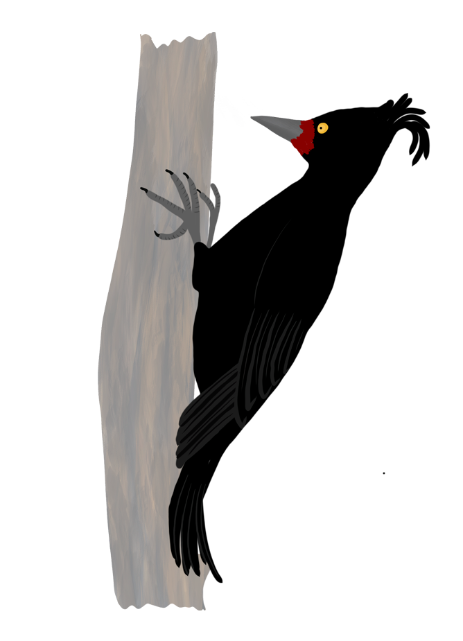 Ilustracion ave carpintero hembra