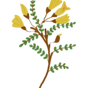 Ilustracion de rama de arbol pelu