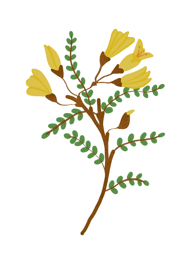 Ilustracion de rama de arbol pelu