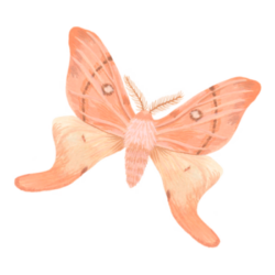 Polilla (Cercophana venusta)