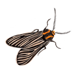 Polilla (Ctenucha vittigera)