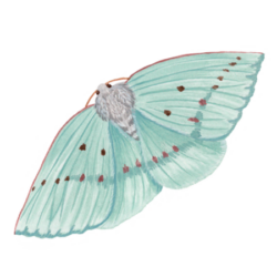 Polilla (Eusarca valdiviana)