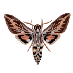 Polilla (Hyles annei)
