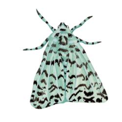Polilla (Leucolithodes paulina)