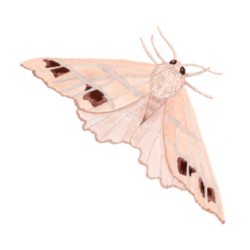 Polilla (Microclysia pristopera)