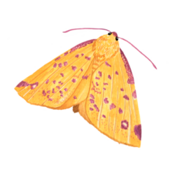 Polilla (Neorumia gigantea)