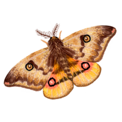 Polilla (Polythysana cinerascens)