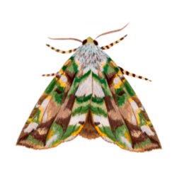 Polilla (Triptiloides laeta)